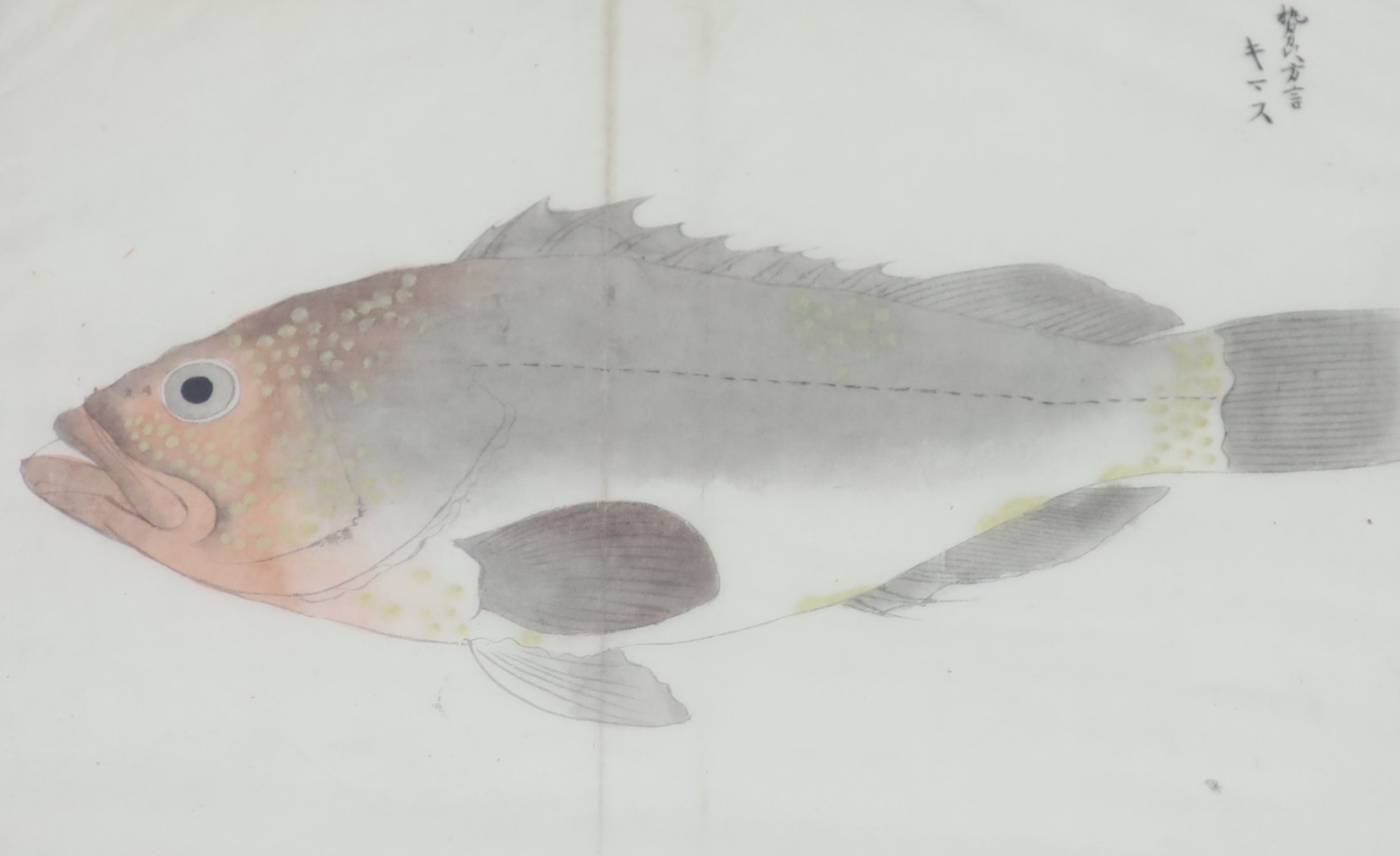 Four 19th century Japanese paintings of fish including a skate and a wrasp